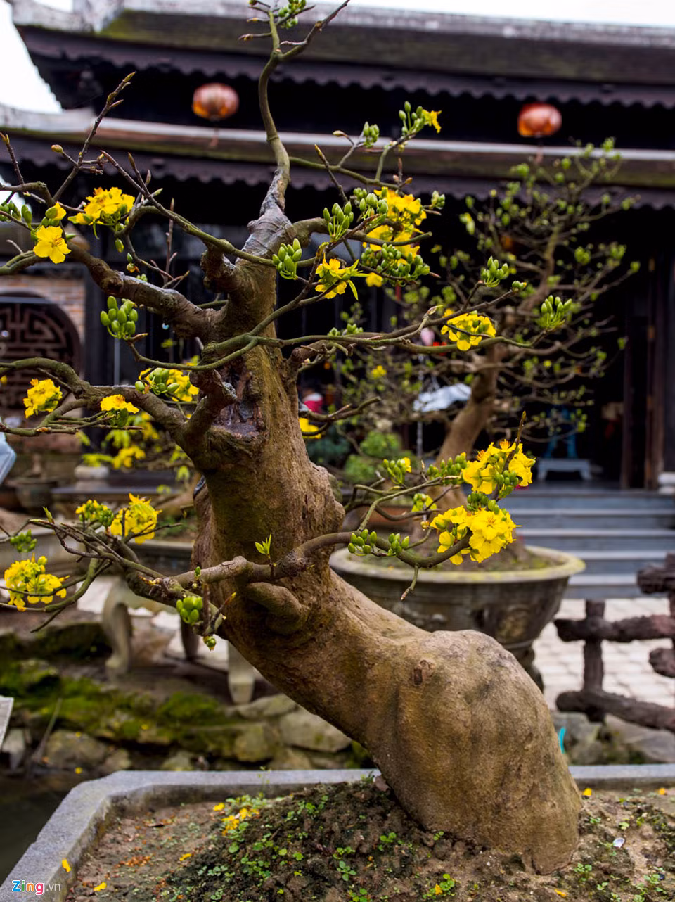 Để cho một cây mai, tạo hình cho đẹp theo ý của mình, người chủ cũng phải trải qua rất nhiều thời gian và công đoạn. Khí hậu ở Huế chỉ có 2 mùa, do đó để cho mai nở đúng dịp Tết cần phải tính toán, chăm sóc kỳ công hơn.