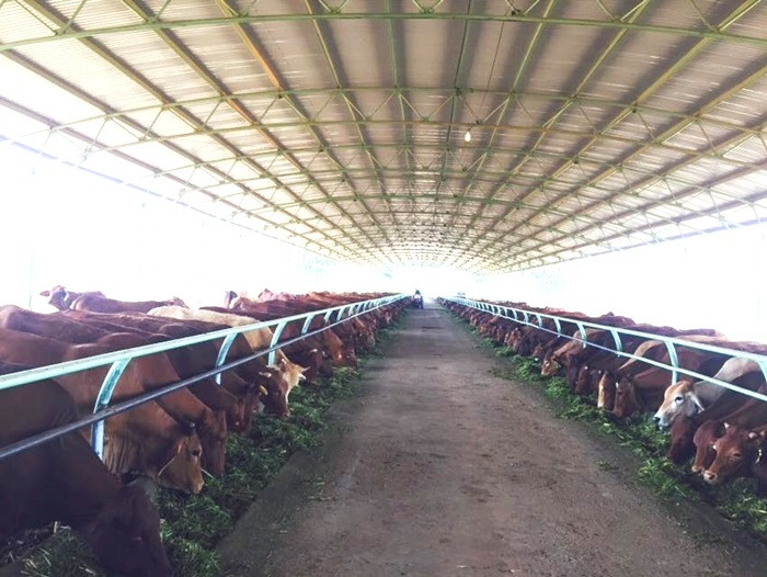 Bầu Đức còn sở hữu trang trại chăn nuôi bò ở Attapeu (Lào). Tuy nhiên, gần đây quy mô đàn bò dần bị thu hẹp để tập trung phát triển mảng cây ăn trái. Ảnh: HAGL Group.