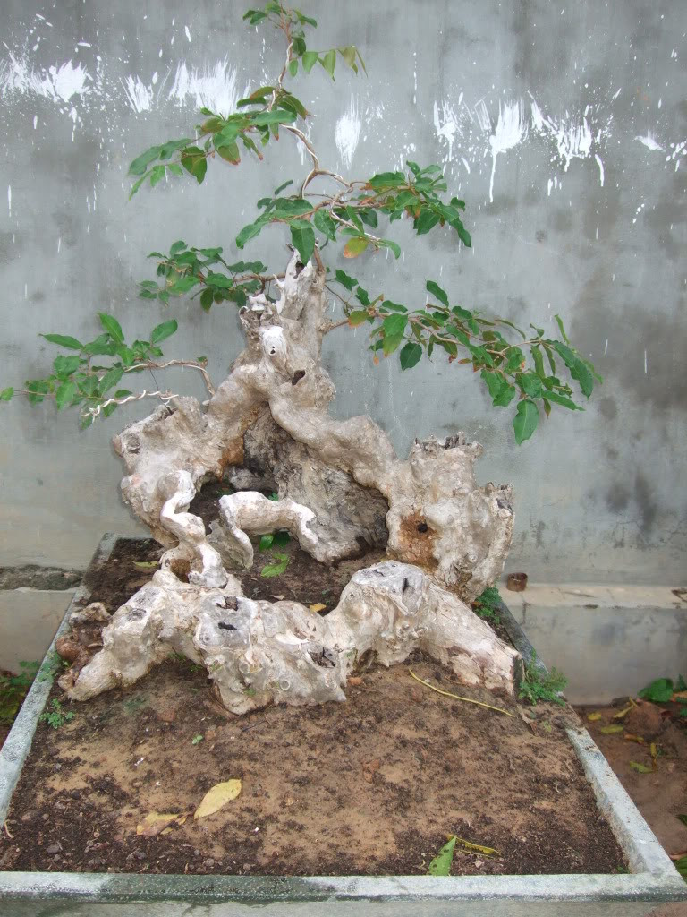 Cây bằng lăng bonsai như một tác phẩm nghệ thuật khiến bao người đam mê. Ảnh: Caycanhilg.