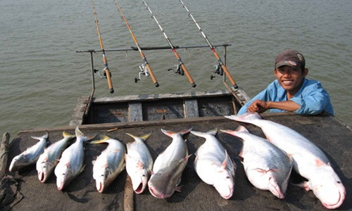 Cá bông lau nặng từ 7-8kg/con, những con lớn hơn khoảng 10kg. Ảnh: Youtube.