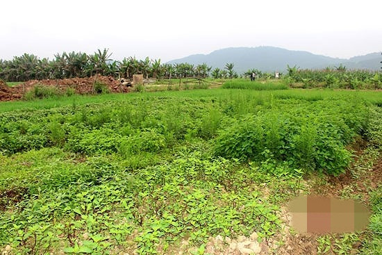 Từ 10 ha diện tích đất lúa kém hiệu quả, nông dân xã Quỳnh Hoa (Quỳnh Lưu, Nghệ An) cũng chuyển sang trồng rau gia vị đạt hiệu quả kinh tế cao. Ảnh: Baonghean.