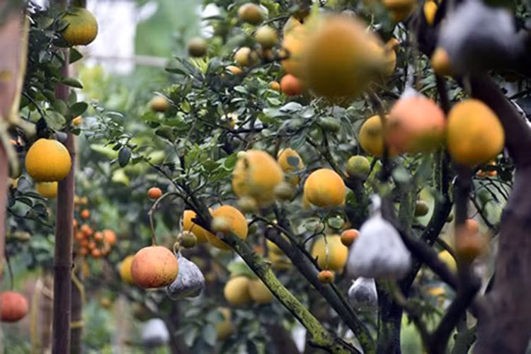 Để phù hợp với túi tiền nhiều người, ông Giáp làm những loại cây có giá từ 1,5 - 10 triệu đồng. Thu nhập của gia đình ông từ việc bán cây bình quân từ 300 - 500 triệu đồng/năm. (Ảnh: Dân Việt)