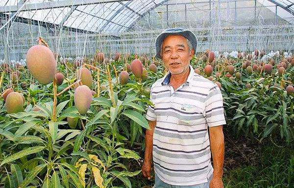 Bình thường, cây xoài cho khoảng 100 quả, rất hiếm khi có thể cho một lượng quả lớn đột biến như thế này. Ảnh: Japanstyle.