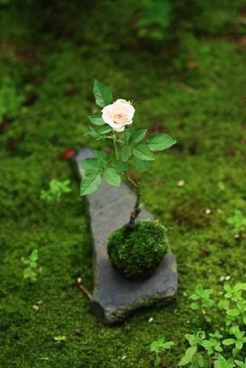 Bên cạnh các chậu bonsai khủng, bạn có thể trang trí nhà bằng những chậu cây nhỏ xinh như thế này.