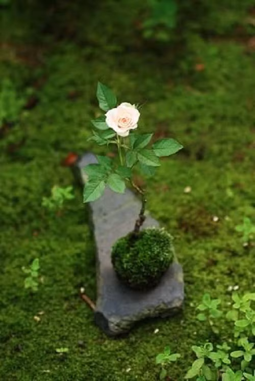 Bên cạnh các chậu bonsai khủng, bạn có thể trang trí nhà bằng những chậu cây nhỏ xinh như thế này.