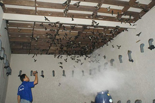 Phương pháp để dụ chim yến nhờ vào các thiết bị âm thanh, cải tiến các loại loa để phát ra tiếng chim lan xa. Ảnh: TBTCO.