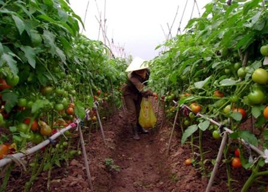 Không chỉ ở Nghệ An, cà chua ghép trên gốc cà tím cũng được bà con ở Vĩnh Phúc trồng thành công và cho hiệu quả kinh tế cao. Ảnh: Vinhphuc.