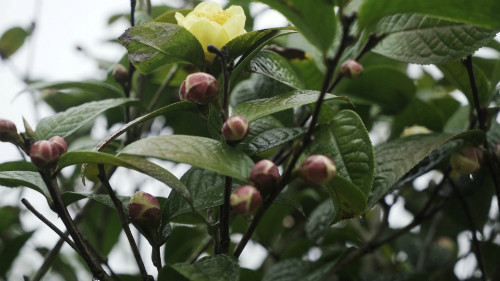 Tiếp đó, từng bông hoa trà được đặt vào khay inox và đưa vào lò sấy ở 60 - 70 độ C trong 6 - 7 giờ.