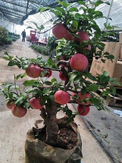 Táo cảnh dao động từ 4,5- 6 triệu đồng cây.