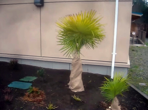 Người cầu kỳ hơn thì dùng vải gai cuốn ở thân cây để tránh rét cho cây. Ảnh: Vietnamnet.