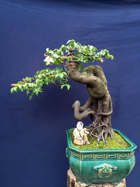 Cây khế theo thế hoành và có sự biến tấu ngẫu hứng theo dáng cây sẵn có. Ảnh: FB Bonsai Tam.