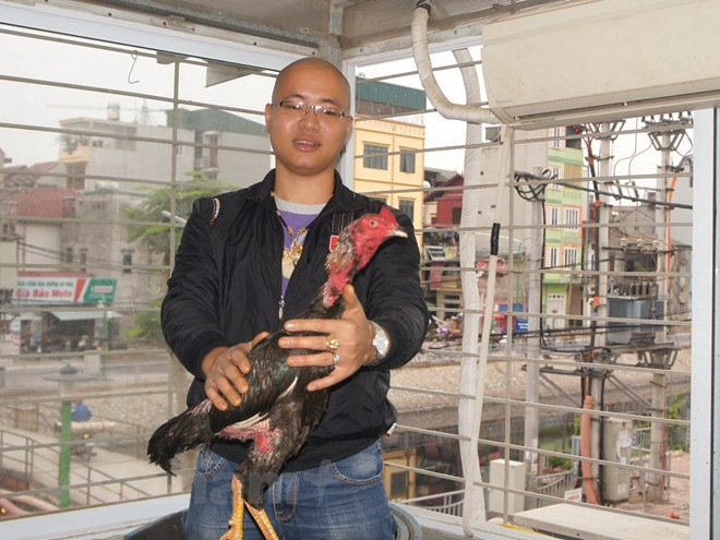 Nguyễn Hoài Nam (1990 ở Trương Định, Hà Nội) nổi tiếng trong giới chơi gà chọi ở Hà Nội khi sở hữu cả một trại gà mini trên sân thượng. Ảnh: Vietnamplus.