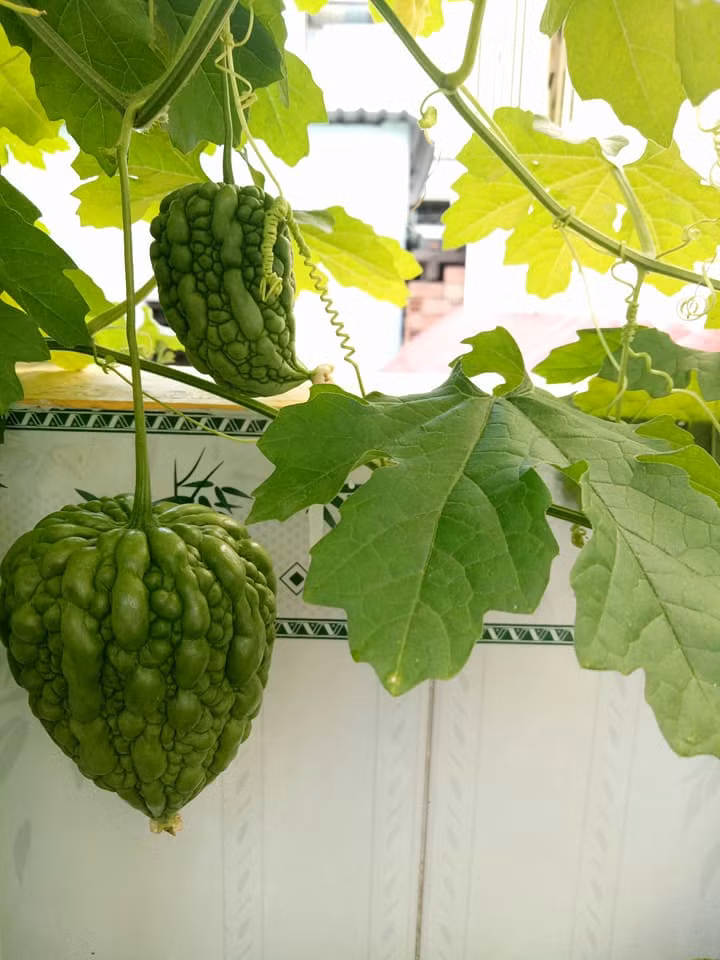 Khi ăn, trái vị như khổ qua thường, nhưng không đắng gắt. Ảnh: Chau Dinh Hong.