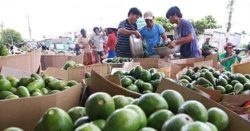 Năm nay, vườn bơ 034 của gia đình anh Lê Sỹ Huế (Tân Lạc, huyện Bảo Lâm, Lâm Đồng) dự kiến thu 100 tấn quả, cho thu nhập hàng tỷ đồng. Ảnh: TTXVN.