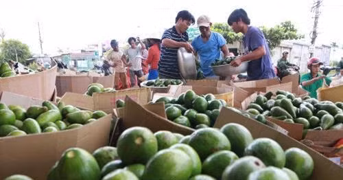 Năm nay, vườn bơ 034 của gia đình anh Lê Sỹ Huế (Tân Lạc, huyện Bảo Lâm, Lâm Đồng) dự kiến thu 100 tấn quả, cho thu nhập hàng tỷ đồng. Ảnh: TTXVN.