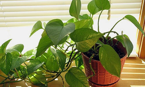 Cây trầu bà vẫn luôn xanh tốt mà không cần tưới nước từ 5 - 10 ngày. Ảnh: Natu Foods.