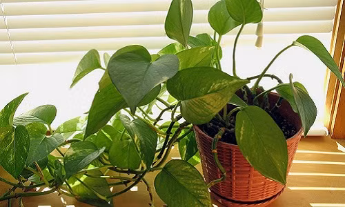 Cây trầu bà vẫn luôn xanh tốt mà không cần tưới nước từ 5 - 10 ngày. Ảnh: Natu Foods.