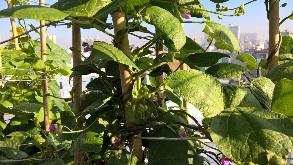 Ngoài rau ăn lá, còn có diện tích trồng mướp hương, đậu cove, cà bát, cà tím...Ảnh: DSPL.