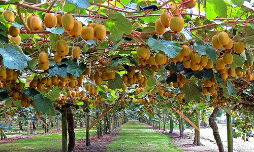 Nhờ khí hậu mát mẻ quanh năm mà New Zealand đặc biệt thích hợp để trồng kiwi. Đây cũng là đặc sản của đảo quốc này. Ảnh: Flickr.