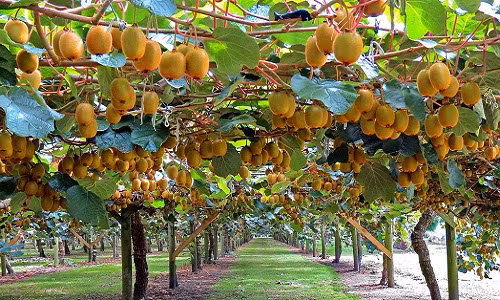 Nhờ khí hậu mát mẻ quanh năm mà New Zealand đặc biệt thích hợp để trồng kiwi. Đây cũng là đặc sản của đảo quốc này. Ảnh: Flickr.