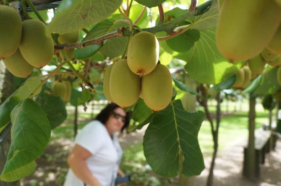 Cả hai đều có quả hình trụ hoặc hình trứng. Kiwi vàng New Zealand có vỏ nâu vàng, trơn nhẵn, vị ngọt mát đặc trưng. Ảnh: Farm. Ảnh: TripAdvisor.