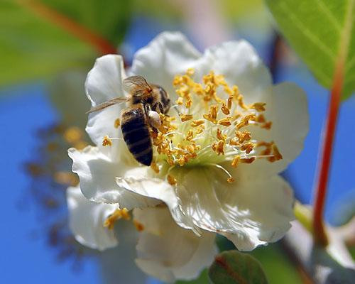 Hoa kiwi được thụ phấn hoàn toàn nhờ ong mật được nuôi xung quanh các vườn kiwi. Ảnh: Worldpress.