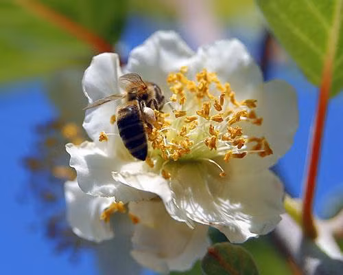 Hoa kiwi được thụ phấn hoàn toàn nhờ ong mật được nuôi xung quanh các vườn kiwi. Ảnh: Worldpress.