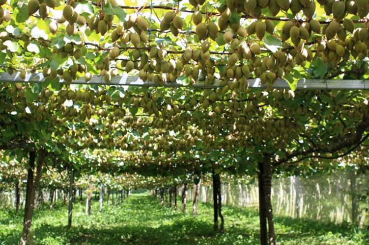 Có hai loại kiwi chính là kiwi xanh và kiwi vàng. Kiwi xanh là giống kiwi thuần chủng còn kiwi vàng là kiwi lai tạo. Ảnh: Printest.