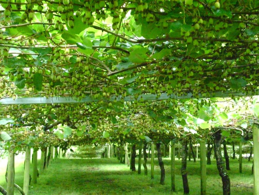 Qua mùa đông (từ tháng 6 đến tháng 8), cây kiwi mọc lá trở lại. Ảnh: An Agriculture.
