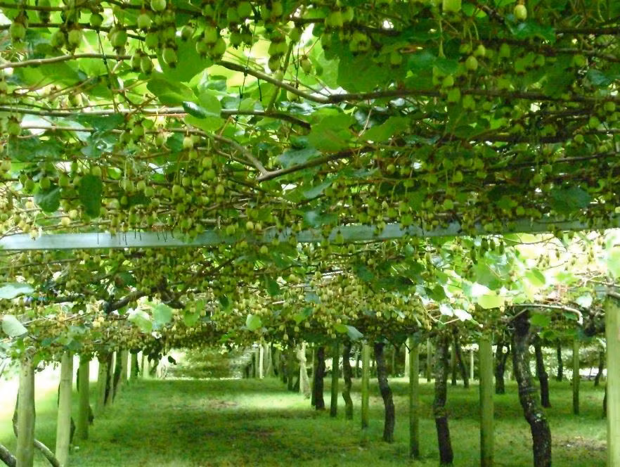 Qua mùa đông (từ tháng 6 đến tháng 8), cây kiwi mọc lá trở lại. Ảnh: An Agriculture.