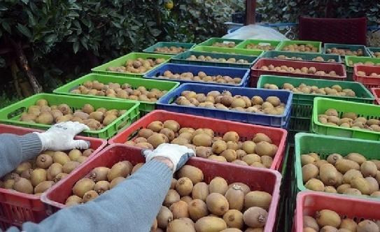 Sau đó, kiwi chín mọng được đóng thùng và vận chuyển về nhà máy để phân loại, đóng hộp. Ảnh: Backpacker.