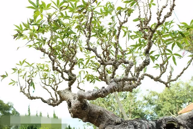 Từ dưới lên, bộ tán cây bonsai sắn như bàn tay đang xòe rộng. Ảnh: Dân Việt.