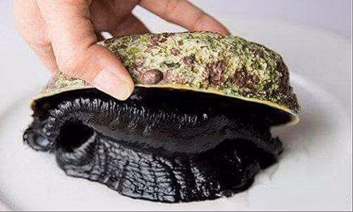 Chưa được nhiều người biết đến như cua hoàng đế song bào ngư chân đen New Zealand cũng được một số cửa hàng thực phẩm ngoại rao bán khoảng 1,8 triệu đồng/kg. Ảnh: FB Bảo Ngọc.