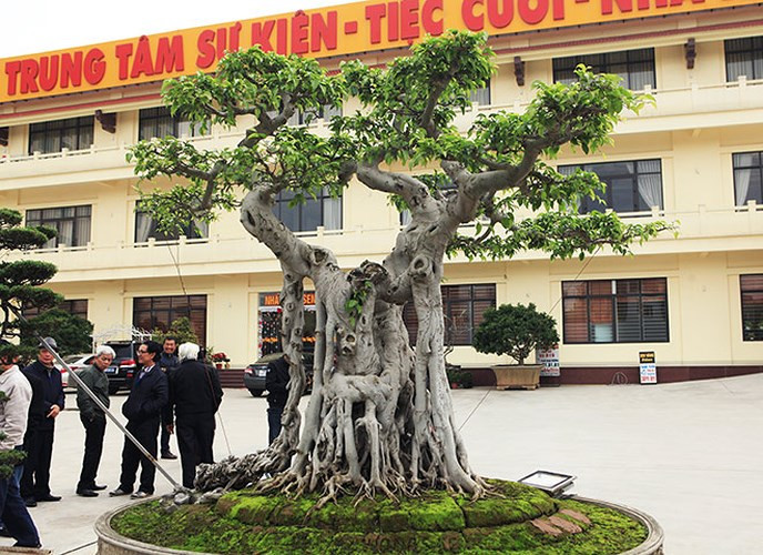 Bên cạnh cây sanh "mâm xôi con gà", ông Thành Nam còn sở hữu cây sanh "ngai vàng". Ảnh: Dân Việt.