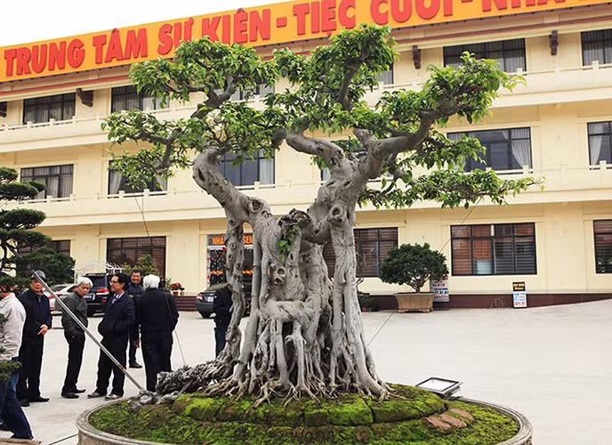 Bên cạnh cây sanh "mâm xôi con gà", ông Thành Nam còn sở hữu cây sanh "ngai vàng". Ảnh: Dân Việt.