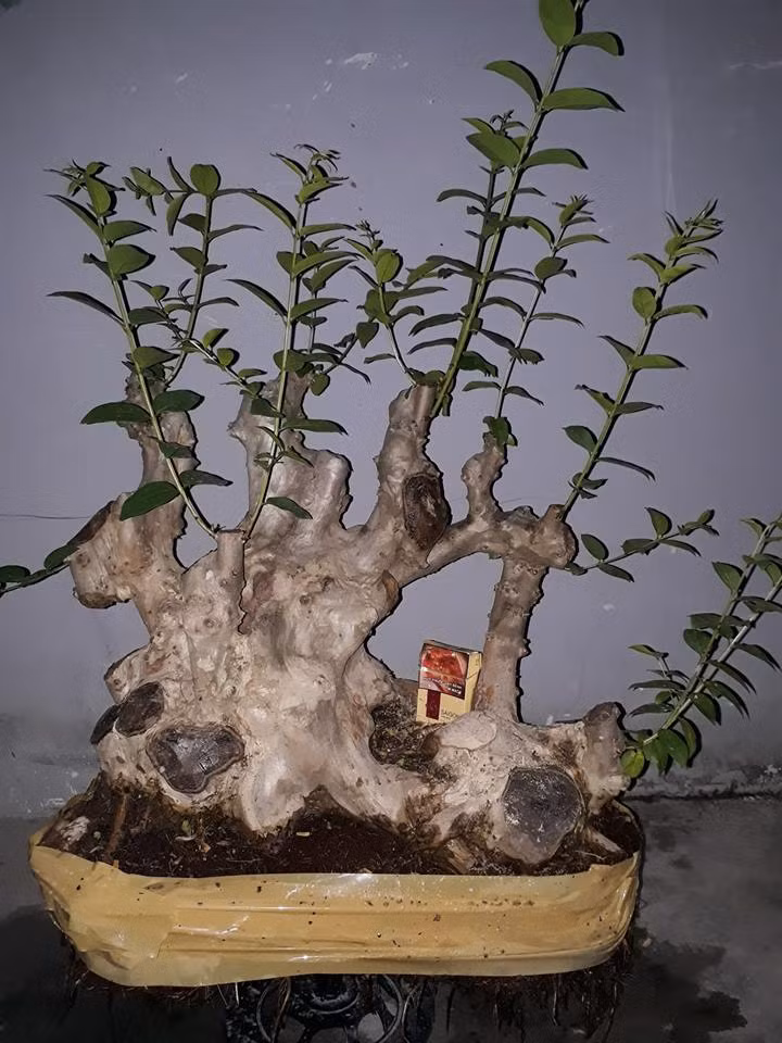 Bonsai bằng lăng tím lá nhỏ được nghệ nhân cắt tỉa thành tiểu cảnh trang trí sân vườn. Ảnh: FB Thanh Son Vo.