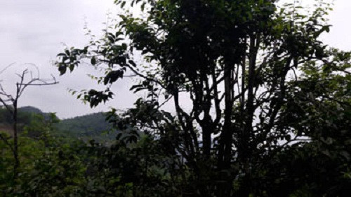 Những cây cao 4-5m, mỗi năm cho 60kg rau, thu được 3 triệu đồng. Ảnh: Dân Việt.