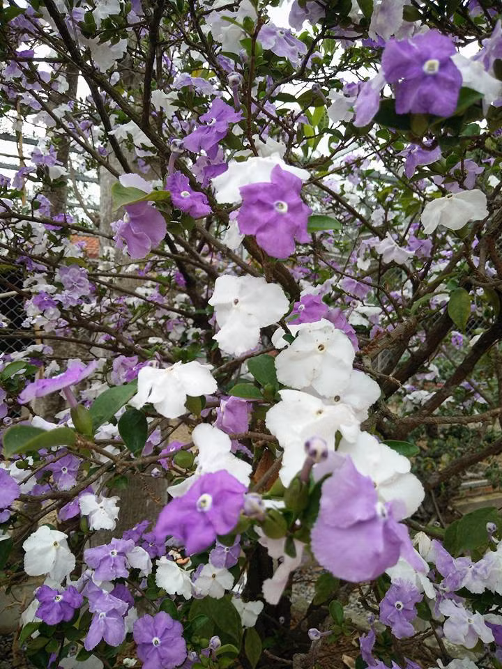 Hoa có 5 cánh, xòe rộng, thường mọc tập trung ở đầu ngọn cành nên rất nổi bật. Ảnh: FB Nguyen Manh Toan.