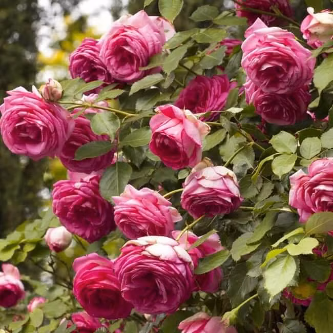 Là một trong những giống hồng cổ phổ biến ở Việt Nam, hồng cổ Sapa có hình dáng tuyệt đẹp với kiểu xếp cánh dạng hoa thị đầy mê hoặc. Ảnh: T&amp;T shop.