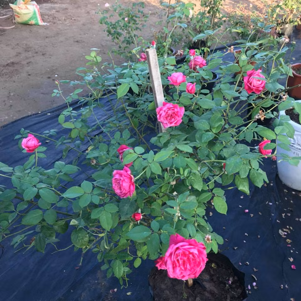 Để cây phát triển khỏe mạnh, cần bón lót phân hữu cơ, phân lân vào hốc trồng. Sau khoảng nửa tháng bón thúc bằng cách tưới đạm và kali loãng. Ảnh: FB Kobeta Garden.