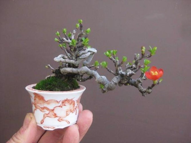 Chậu hoa bonsai nhỏ nhưng được tạo dáng kỳ công. Nguồn ảnh: Pinterest.