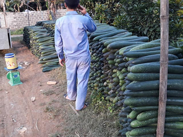 Ở nhiều gia đình, bí xanh chất cao như bức tường, mỏi mắt chờ thương lái. Ảnh: Dân Việt.