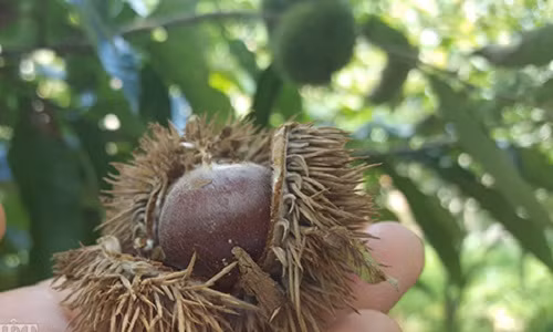 Nhat hat de thue: Viec lam thich me, hai ra tien tram/ngay