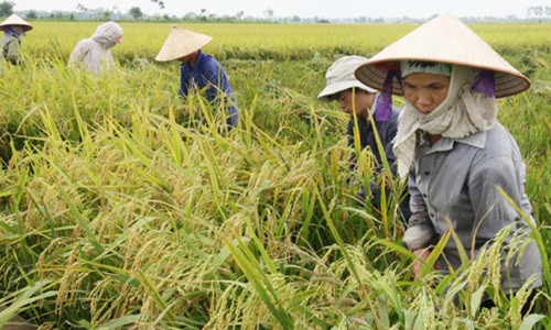 Gạo Bồ Nâu là sản phẩm trồng tại cánh đồng Bồ Nâu, thôn Bạch Nao của xã Thanh Văn, huyện Thanh Oai, Hà Nội. Ảnh: Vietlinh.
