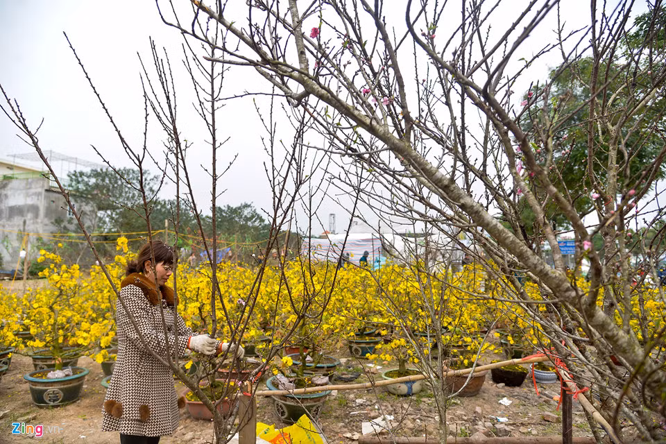 Bên cạnh gian hàng của anh Hiếu là hàng của chị Lương Thị Với. Giá đào cao nhất tại đây chỉ 3 triệu đồng/cành. Chị Với cho biết năm nay chị nhập đào rừng giá cao gấp rưỡi năm ngoái.