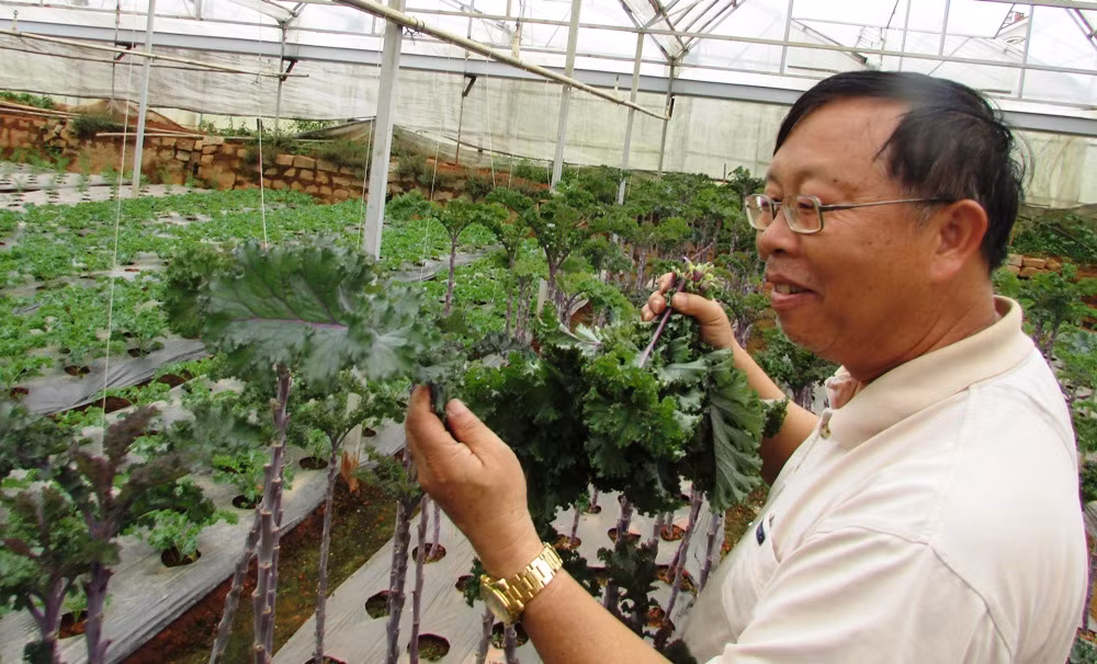 Với diện tích 1.000m2 cải xoăn Kale trồng trong nhà kính, chủ vườn có thể thu hoạch 40kg lá cải xoăn/ngày. Ảnh: Blogspot.