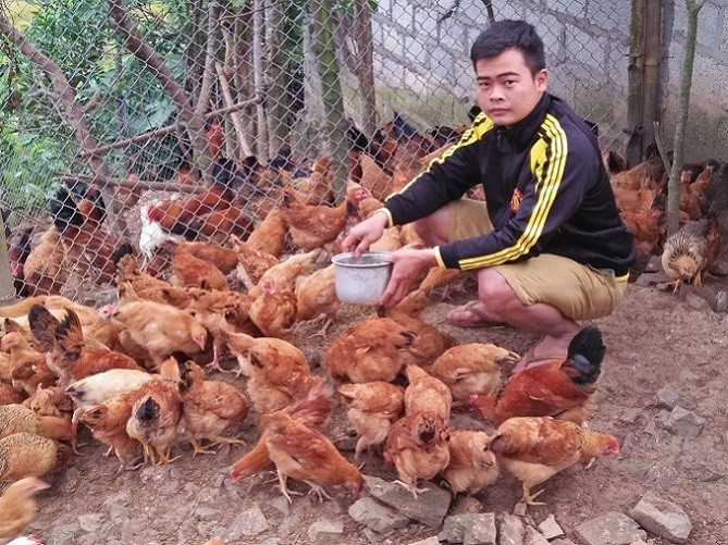 Ngoài nuôi giun quế, chàng trai 9X còn nuôi hơn 200 con gà ta thả vườn. Ảnh: Dân Việt.