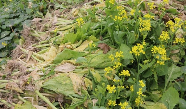 Những luống rau phải nhổ quăng lên bờ. Ảnh: Baonghean.