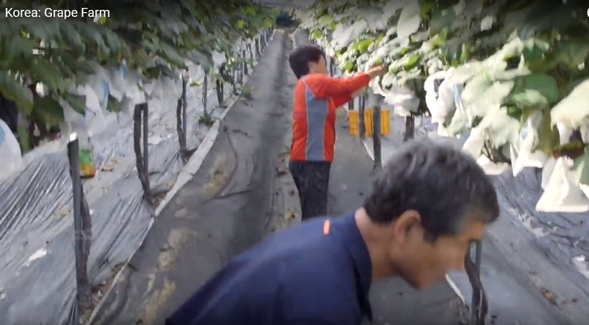 Do đó, nho sạch, thơm ngon và có mùi vị đặc biệt. Ảnh: Youtube.