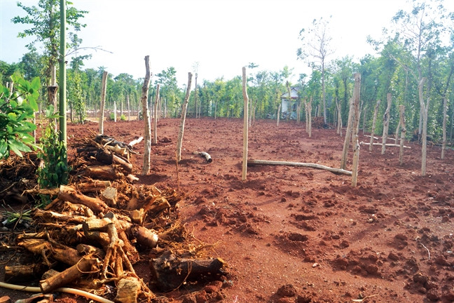 Thời gian gần đây, nhiều nhà vườn ở xã Xuân Thọ (huyện Xuân Lộc, Đồng Nai) ồ ạt chặt bỏ vườn hồ tiêu, đào gốc cây đem bán cho thương lái xuất qua Trung Quốc. Ảnh: Phunuonline.